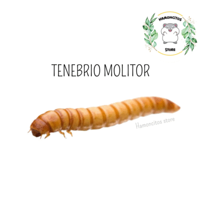 TENEBRIO DESHIDRATADO